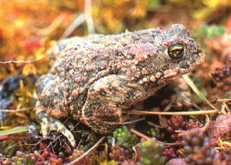 crapaud calamite