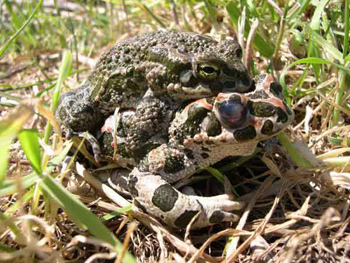 crapaud vert reproduction