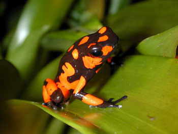 Dendrobate histionicus