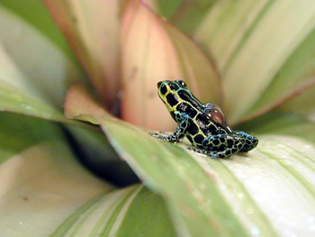 Dendrobate imitator
