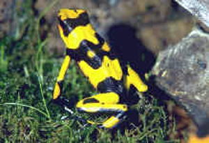 Dendrobate lehmanni aspect