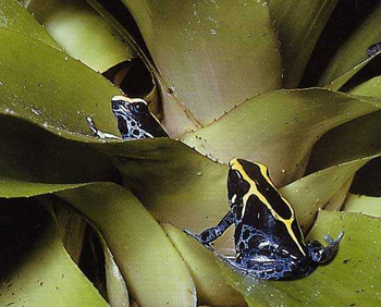 dendrobate teint reproduction