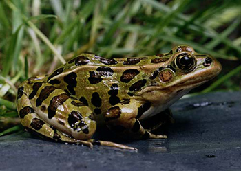 grenouille léopard du nord