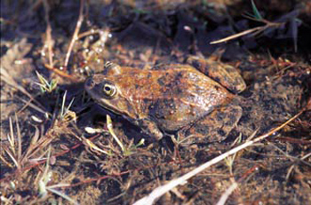 Grenouille maculée de l’Oregon