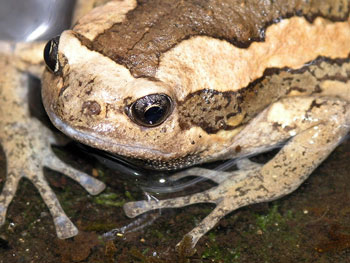 La Grenouille Peinte d’Asie