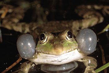 chant des grenouilles rieuses