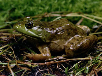 grenouille taureau