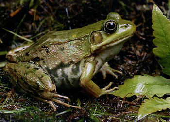 Grenouille-Verte-1.jpg