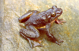 grenouille à queue des rocheuses