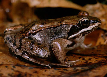 grenouille des bois