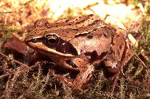 grenouille des champs