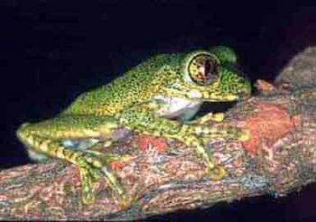 Leptopelis vermiculatus