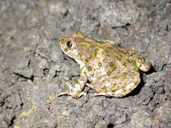 Pélodyte ponctué