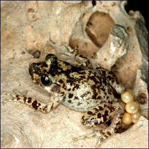 crapaud accoucheur de Majorque