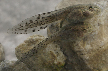 ttards de crapaud accoucheur de Majorque