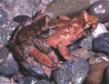 grenouille  queue reproduction