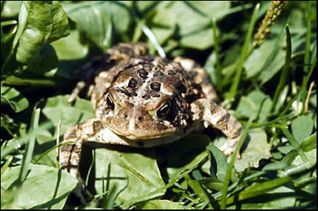 crapaud americain habitat