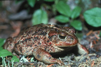 crapaud boréal