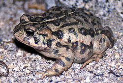 crapaud boréal | habitat