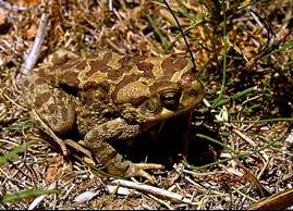 crapaud de maurétanie