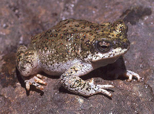 crapaud tachet