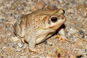 crapaud tachet