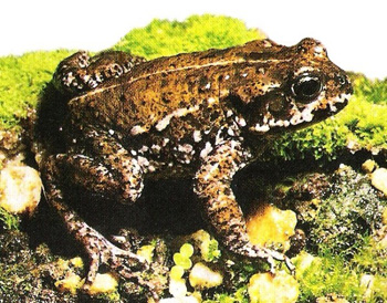 crapaud du Cap