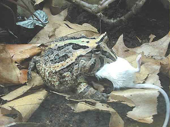 grenouille cornue alimentation