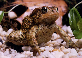 Crapaud d’Amérique de l’Est