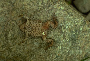 Crapaud d’Amérique de l’Est