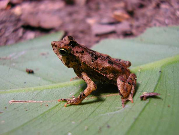 crapaud perl