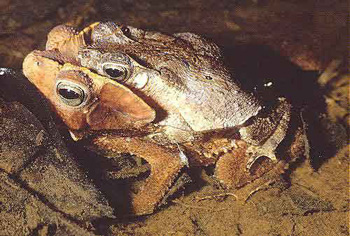 crapaud perl reproduction