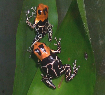 dendrobate fantasticus