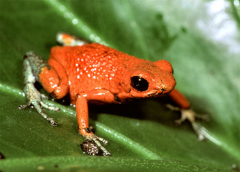 Dendrobate granuliferus