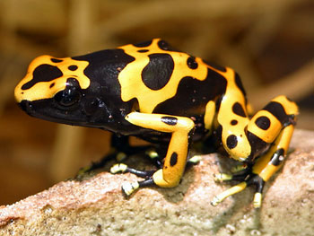 Dendrobate leucomelas