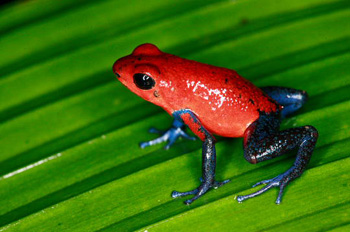 grenouille des fraises
