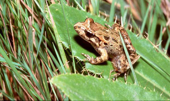 Discoglosse peint habitat