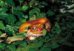 grenouille tomate habitat