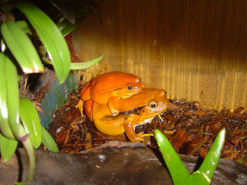 grenouille tomate | reproduction