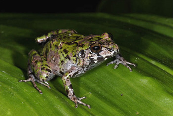 grenouille vivipare de porto rico