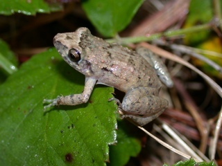 grenouille vivipare de porte rico | mœurs
