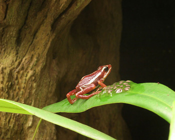 Epipedobates Tricolor