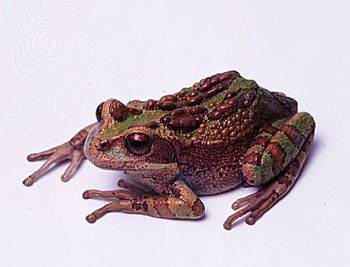 Rainette-Kangourou