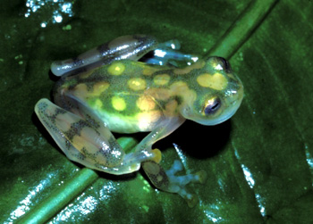 Grenouille de Valerio