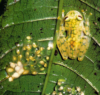 Grenouille de Valerio