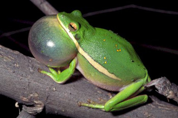 Rainette cendrée habitat