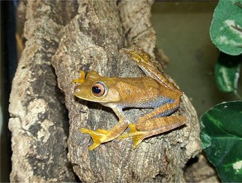 Rainette de Spyx