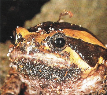 La Grenouille Peinte d’Asie