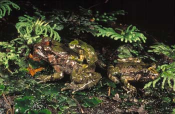 Grenouille dHochstetter