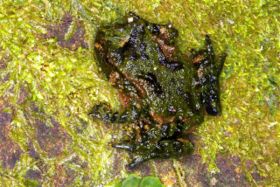 Grenouille dHochstetter